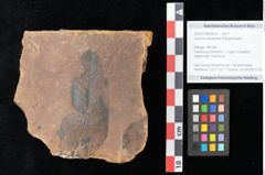 Foto (Objekt + Etikett) von Quercus palaeoilex Ettingshausen (NHMW-GEO-2024-0188-0814)